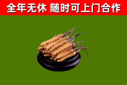 昆明回收散虫草