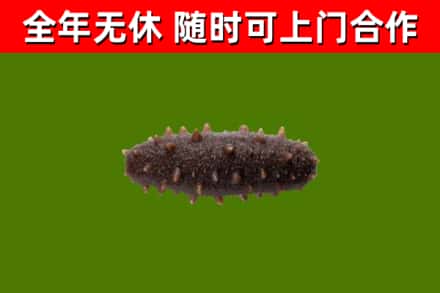 昆明回收海参干